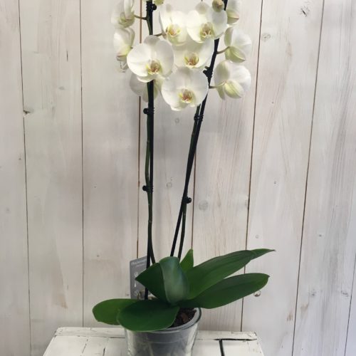 Orchidea phalaenopsis bianc