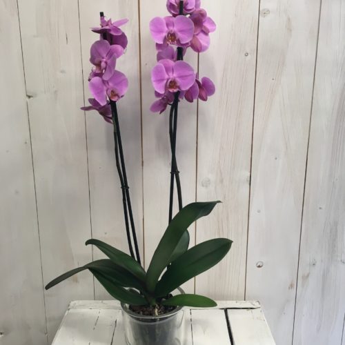 orchidea Phalaenopsis lilla