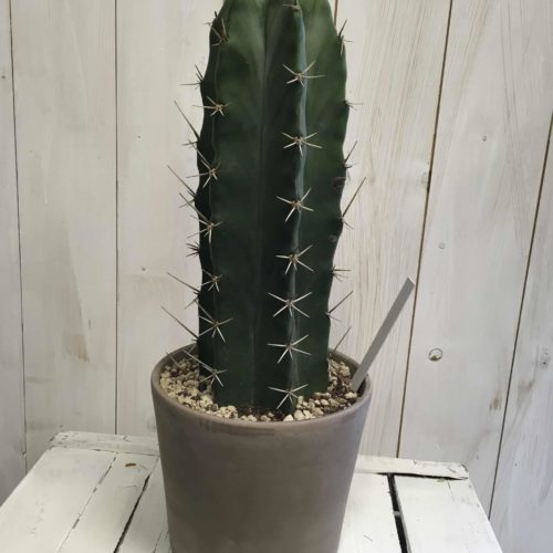 Cactus verde