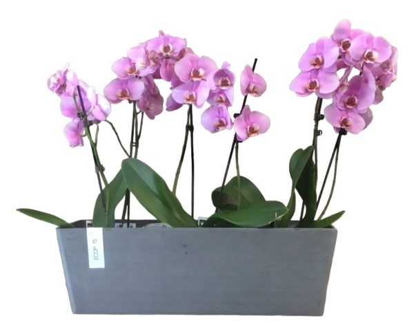 vaso orchidea