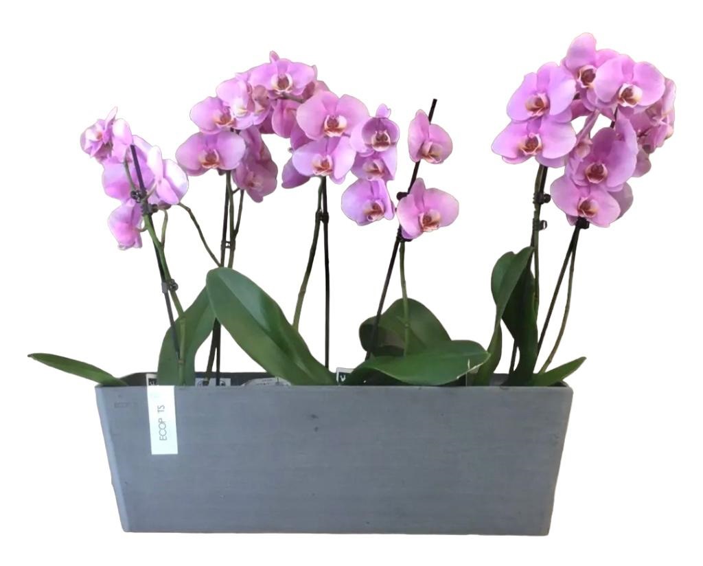 Vaso con orchidee, Fiorista Cilloni, fiori on-line