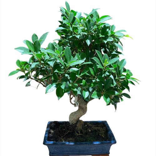 BONSAI RETUSA