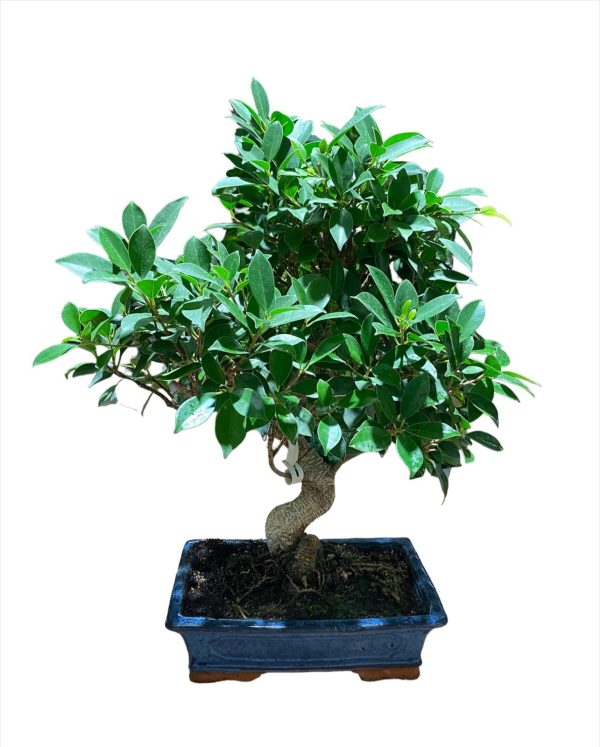 Bonsai Ficus Retusa