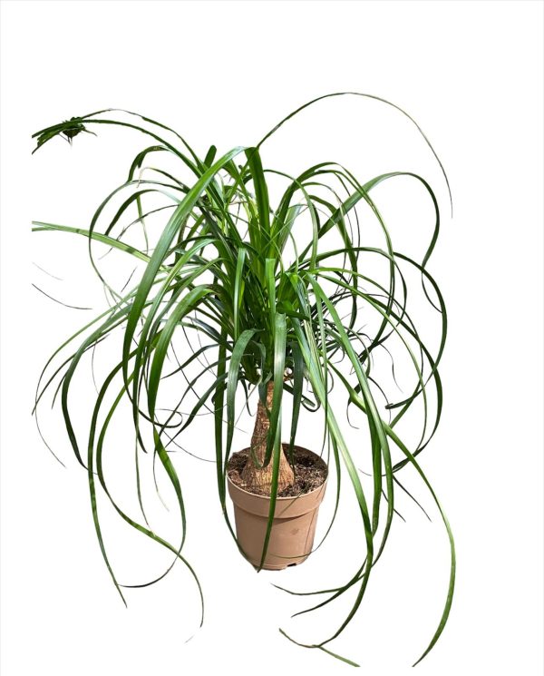 Beaucarnea