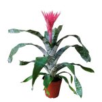 bilbergia