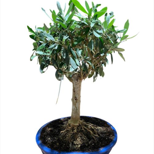 bonsai ulivo