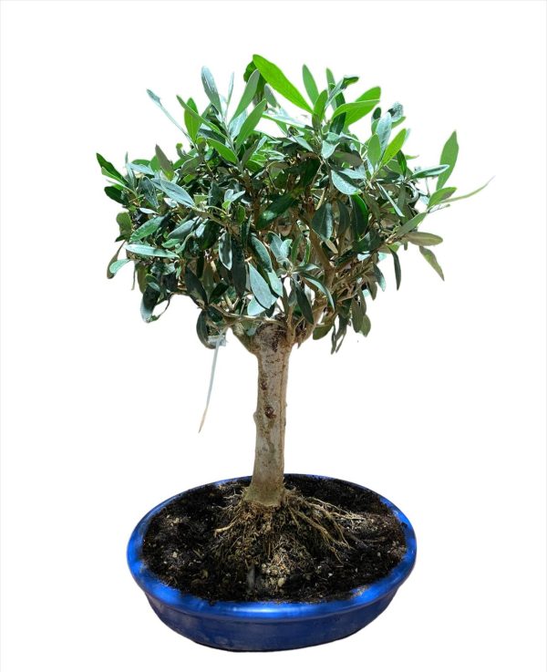 bonsai ulivo