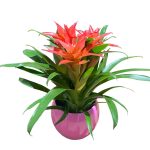 bromelie mini