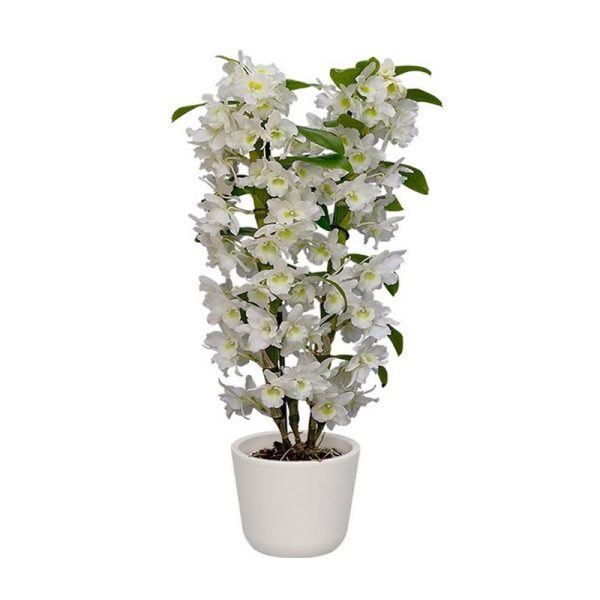 Orchidea Dendrobium