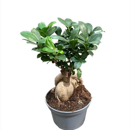 ficus sito 2