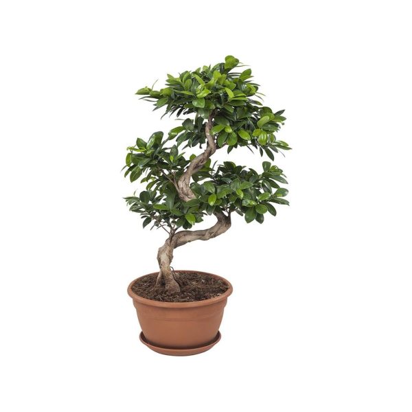 Ficus Ginseng con portavaso