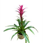 guzmania