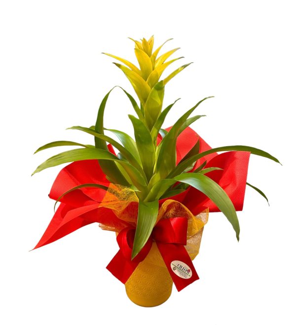 guzmania 4