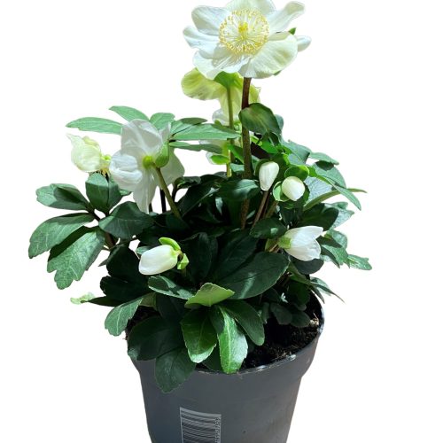 helleborus extra