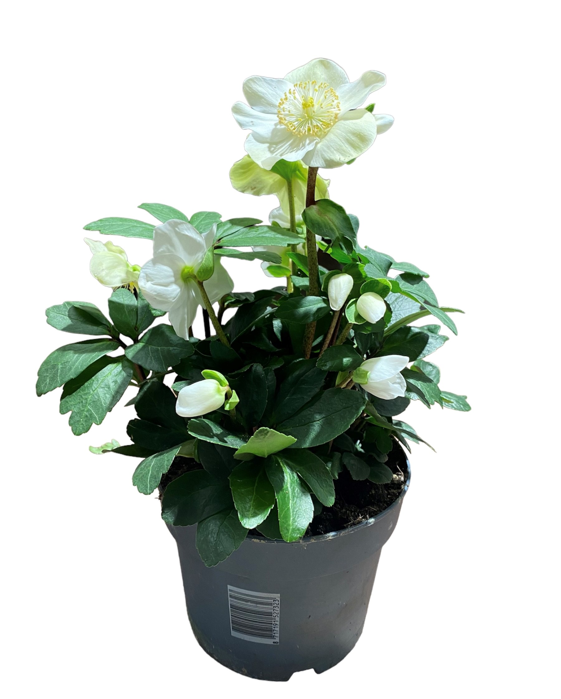 Helleborus