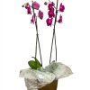 Orchidea "Phalaenopsis" rosa a 2 steli - immagine 2
