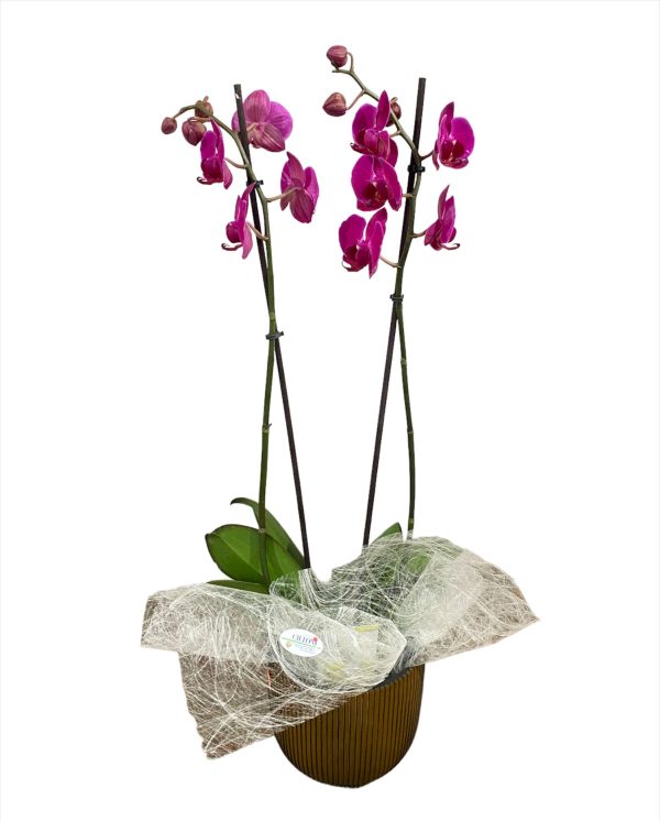 Orchidea 