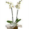 Orchidea Phalaenopsis bianco a 2 steli - immagine 2