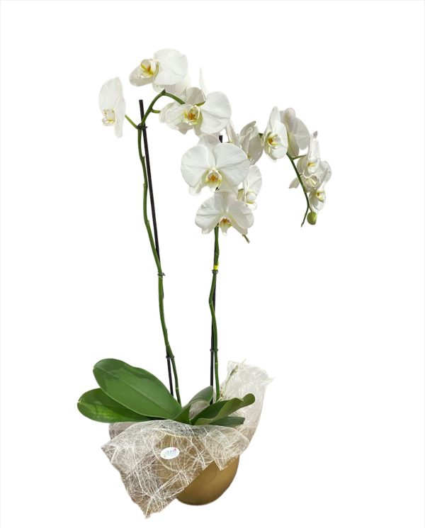 Orchidea Phalaenopsis bianco a stelo lungo con portavaso - immagine 2