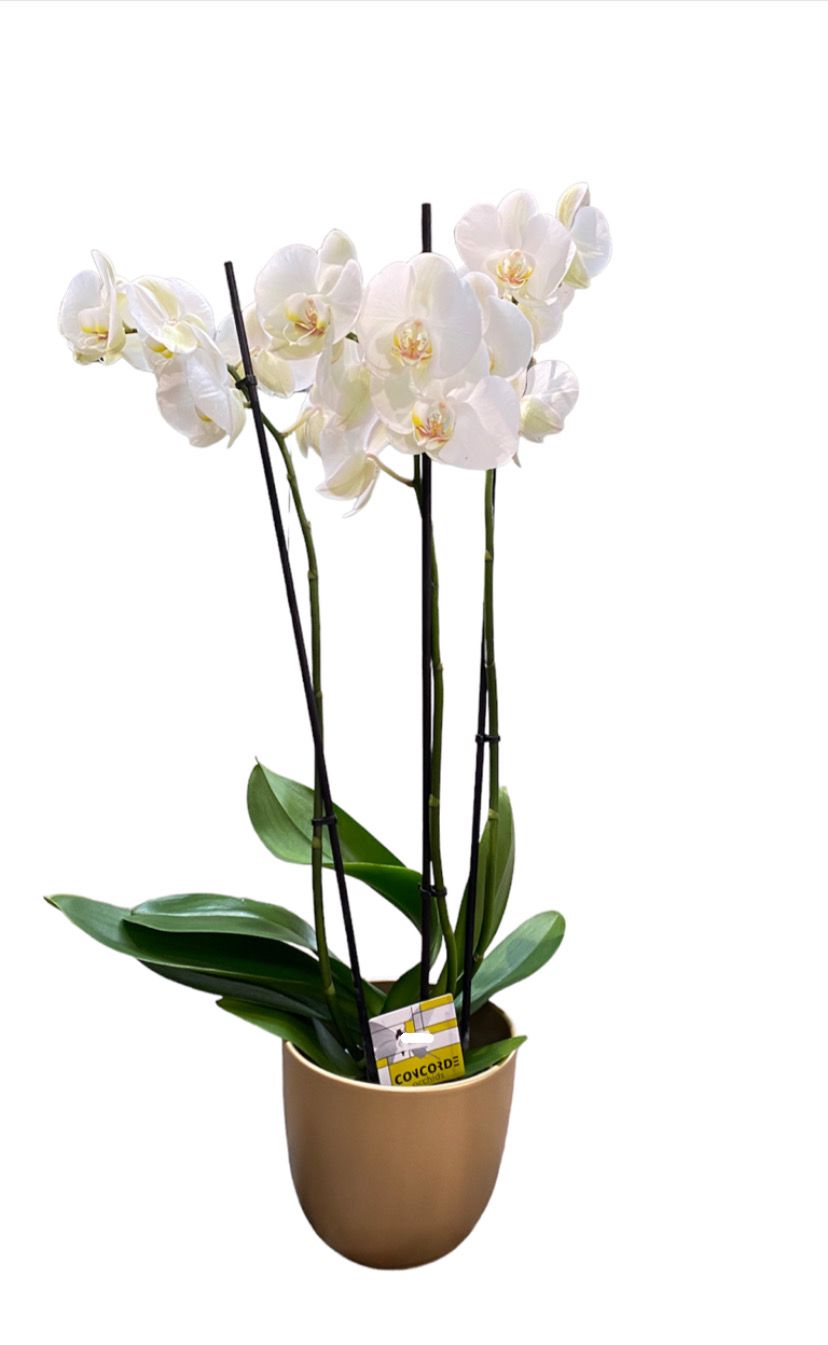 Pianta Orchidea Phalaenopsis Bianca h 78 cm , 3 rami - fiore artificiale, DECORAZIONI