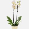 Orchidea Phalaenopsis bianco a 2 steli