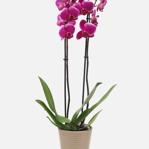 orchidea 4