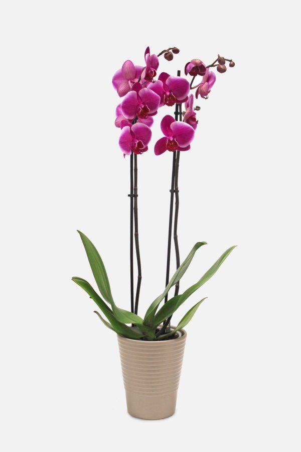 orchidea 4