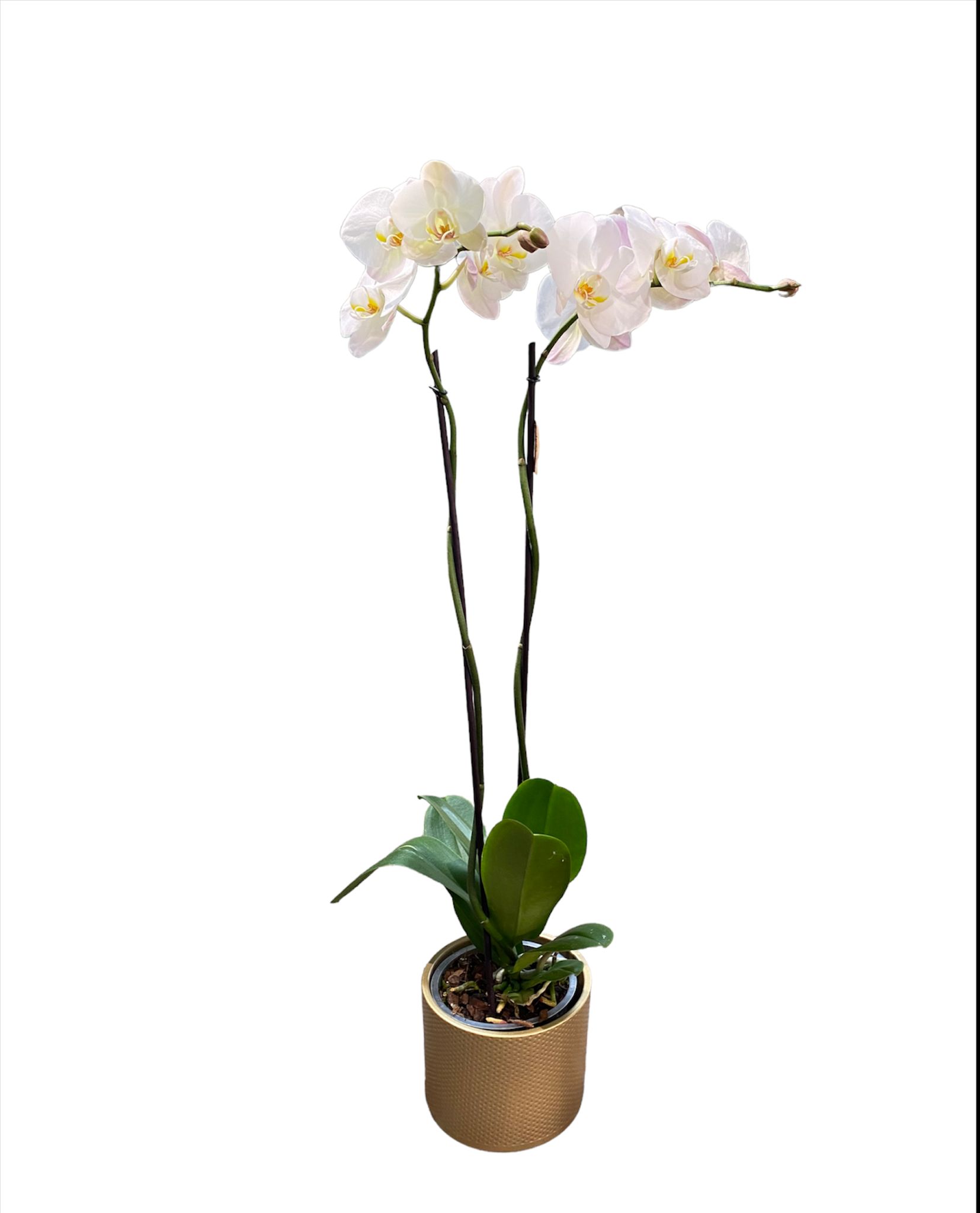 Orchidea “Phalaenopsis” bianco a stelo lungo