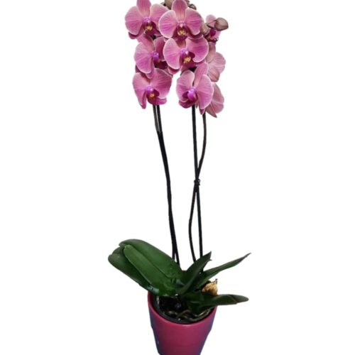 orchidea a stelo rosa