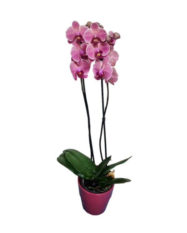 Orchidea Phalaenopsis rosa a stelo lungo con portavaso