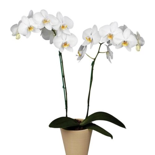 orchidea bianca stelo lungo