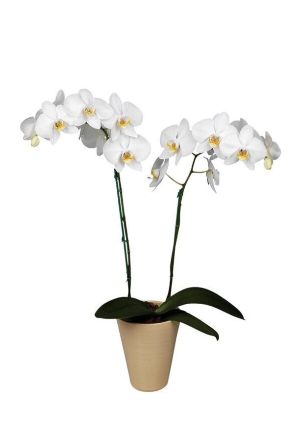 orchidea bianca stelo lungo