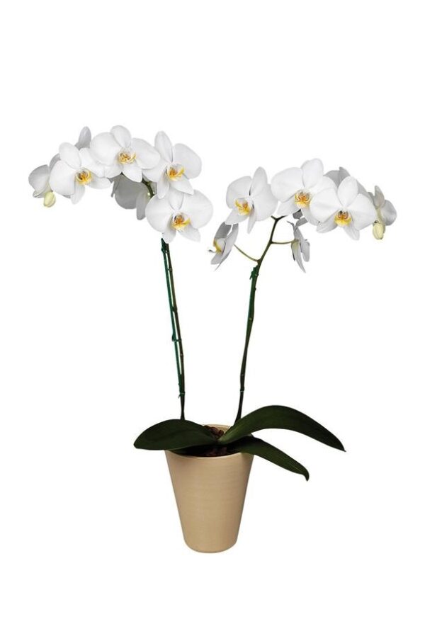 Orchidea Phalaenopsis bianco a stelo lungo con portavaso