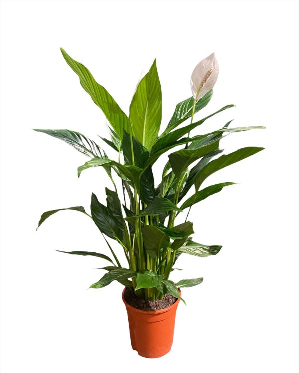 Spathiphyllum