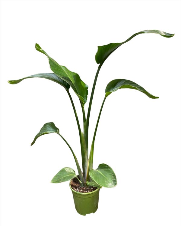 Strelitzia Baby 80cm
