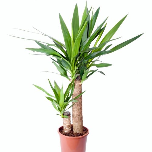 yucca mini