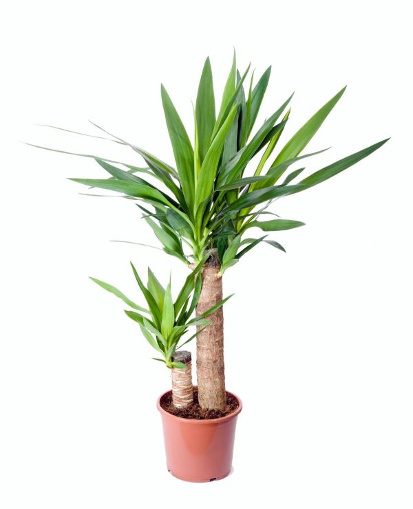 yucca mini