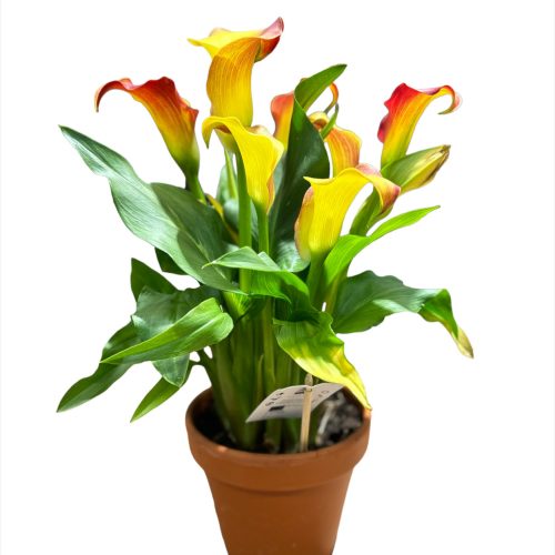 calla