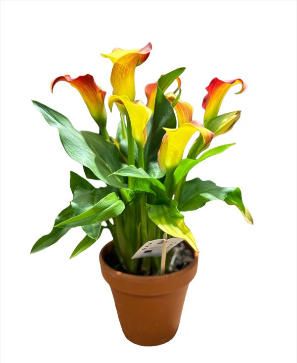 calla