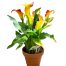 calla