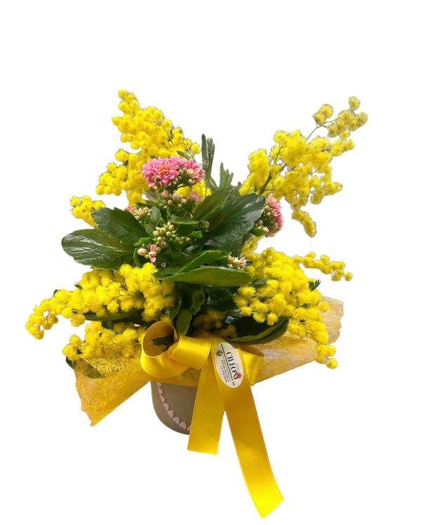 Roselia: Kalanchoe e Mimosa
