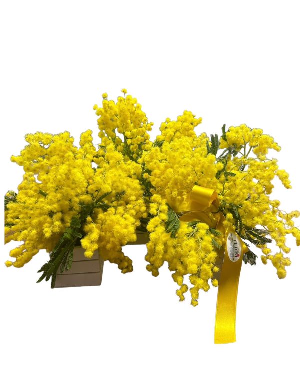 Mimosa fresca in cassette di legno