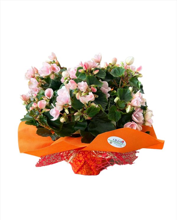 Begonia - immagine 2