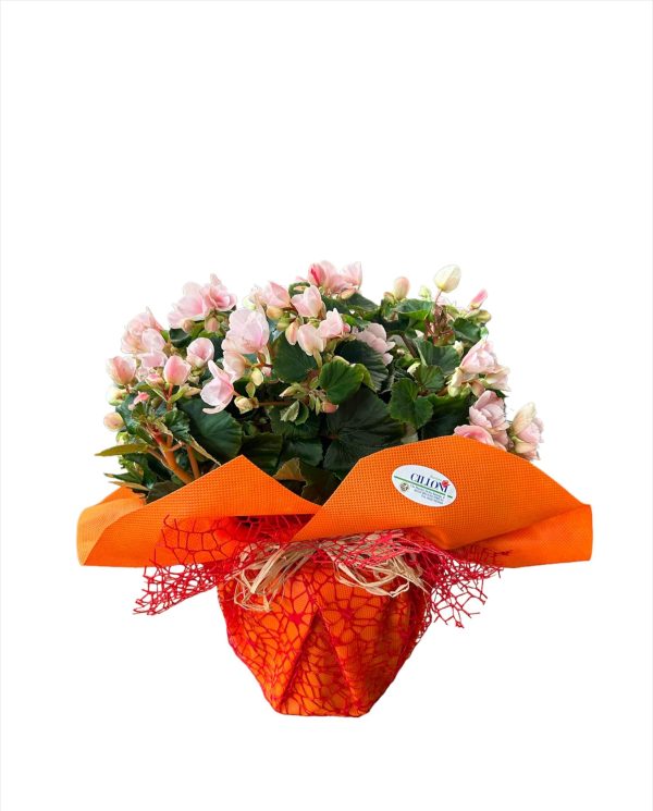 Begonia