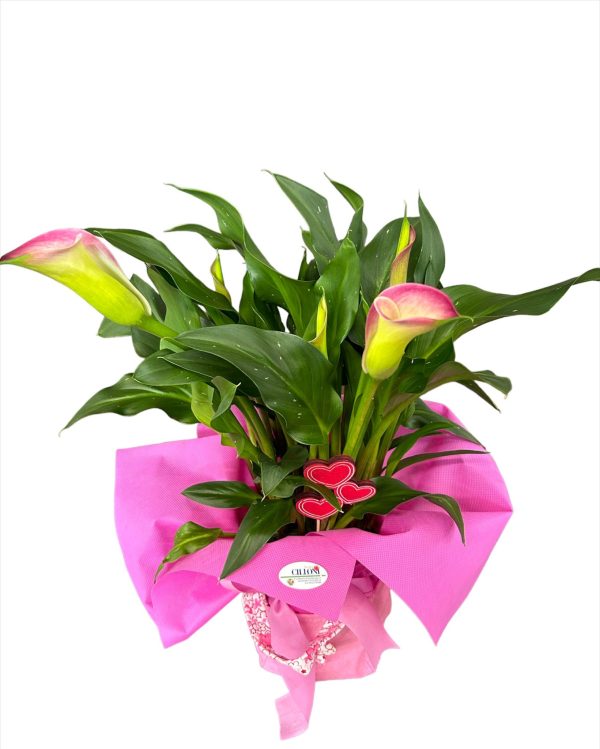 Calla con confezione regalo - immagine 2