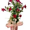 Dipladenia