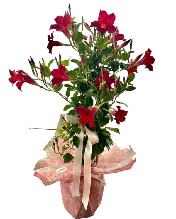 Dipladenia