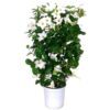 Dipladenia - immagine 3
