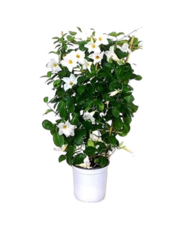 Dipladenia - immagine 3
