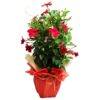 Dipladenia - immagine 2
